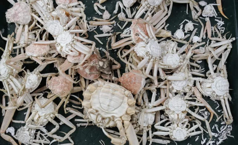 Bering Sea Crab Die-Off Blamed on Unusually Warm Water, Not Overfishing