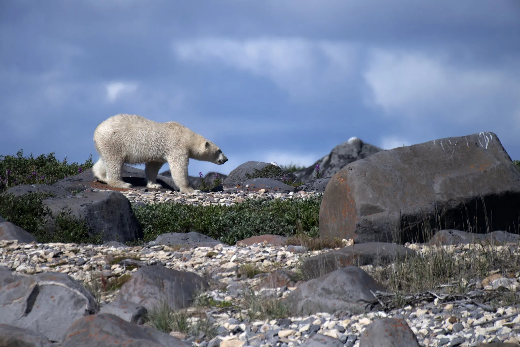 Tragic Polar Bear Attack Claims Life at Remote Canadian Arctic Radar Station