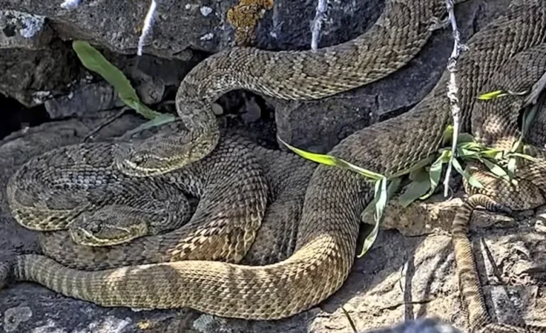 Newborn Rattlesnakes Make Their Debut in Colorado’s Fascinating “Mega Den”