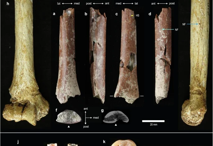 “Hobbit” Lineage Traces Back 700,000 Years with Newly Discovered Ancestors