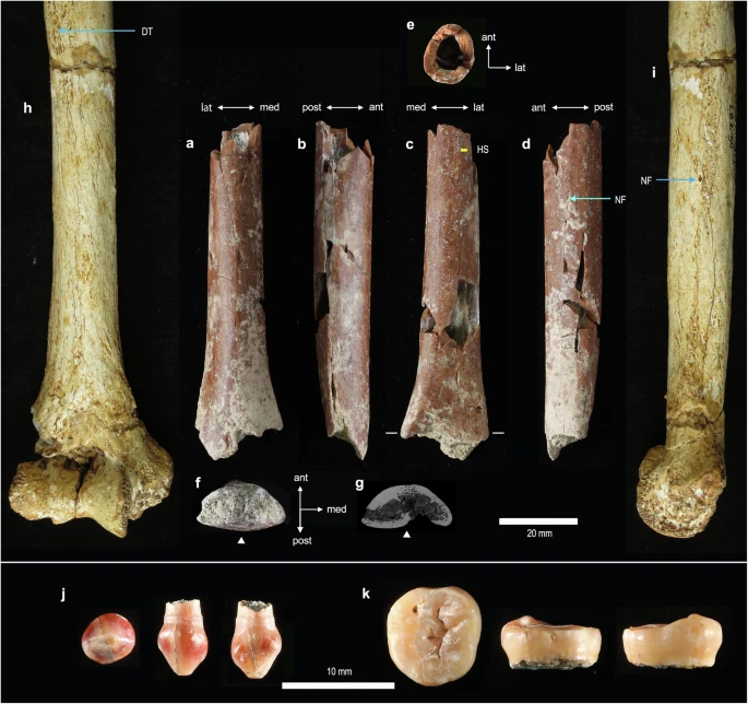 “Hobbit” Lineage Traces Back 700,000 Years with Newly Discovered Ancestors