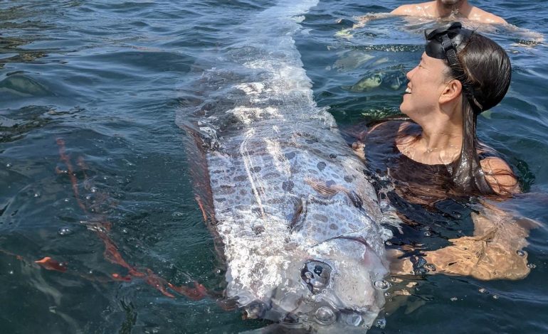 Rare “Doomsday Fish” Washes Ashore in Southern California, Sparking Curiosity