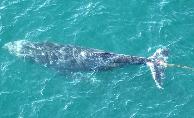 Rescue Operation Underway for Humpback Whale in Sydney Harbour