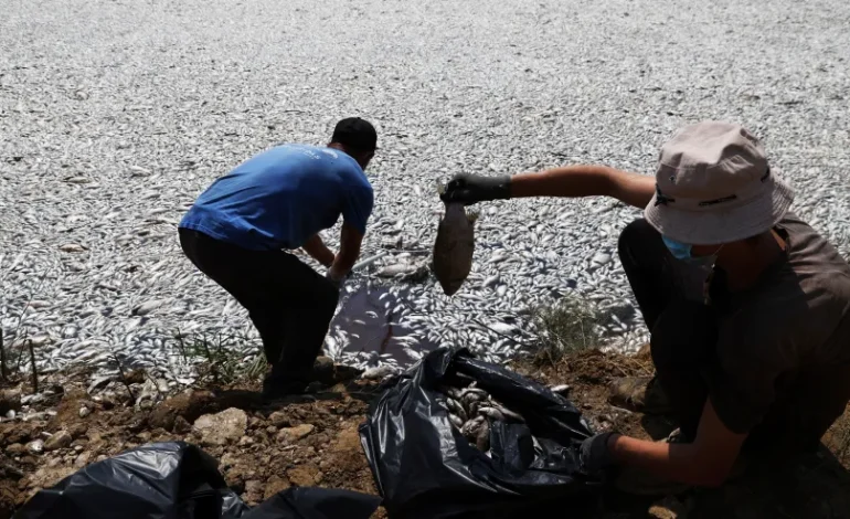 Over 100 Tons of Dead Fish Collected at Greek Port Due to Climate-Induced Die-Off