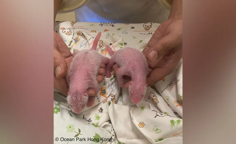 World’s Oldest First-Time Panda Mom Gives Birth to Twins in Hong Kong