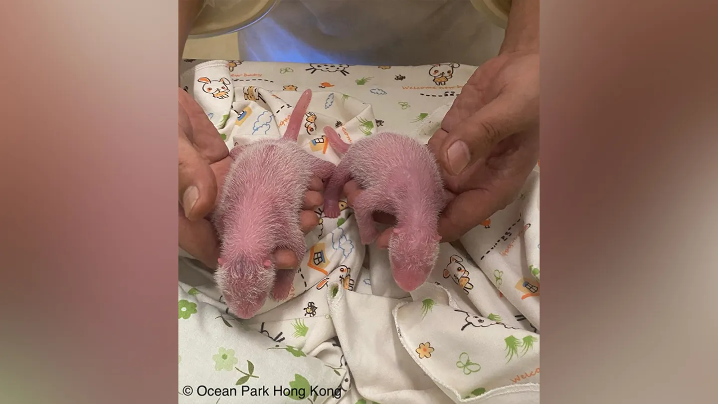 World’s Oldest First-Time Panda Mom Gives Birth to Twins in Hong Kong