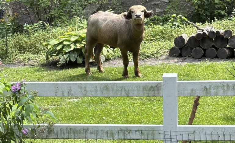 Captured: Loose Water Buffalo Finally Caught in Pleasant Hill, Iowa