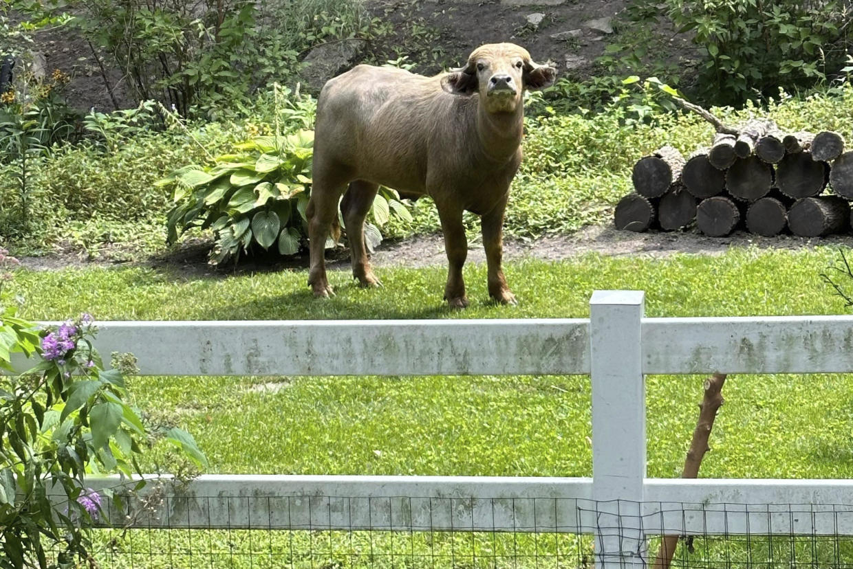 Captured: Loose Water Buffalo Finally Caught in Pleasant Hill, Iowa