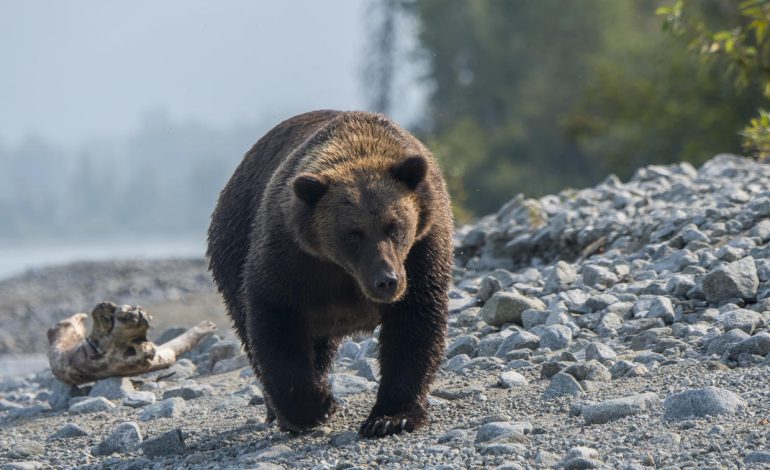 Alaska Hunter Hospitalized After Bear Mauling, Shot During Attack