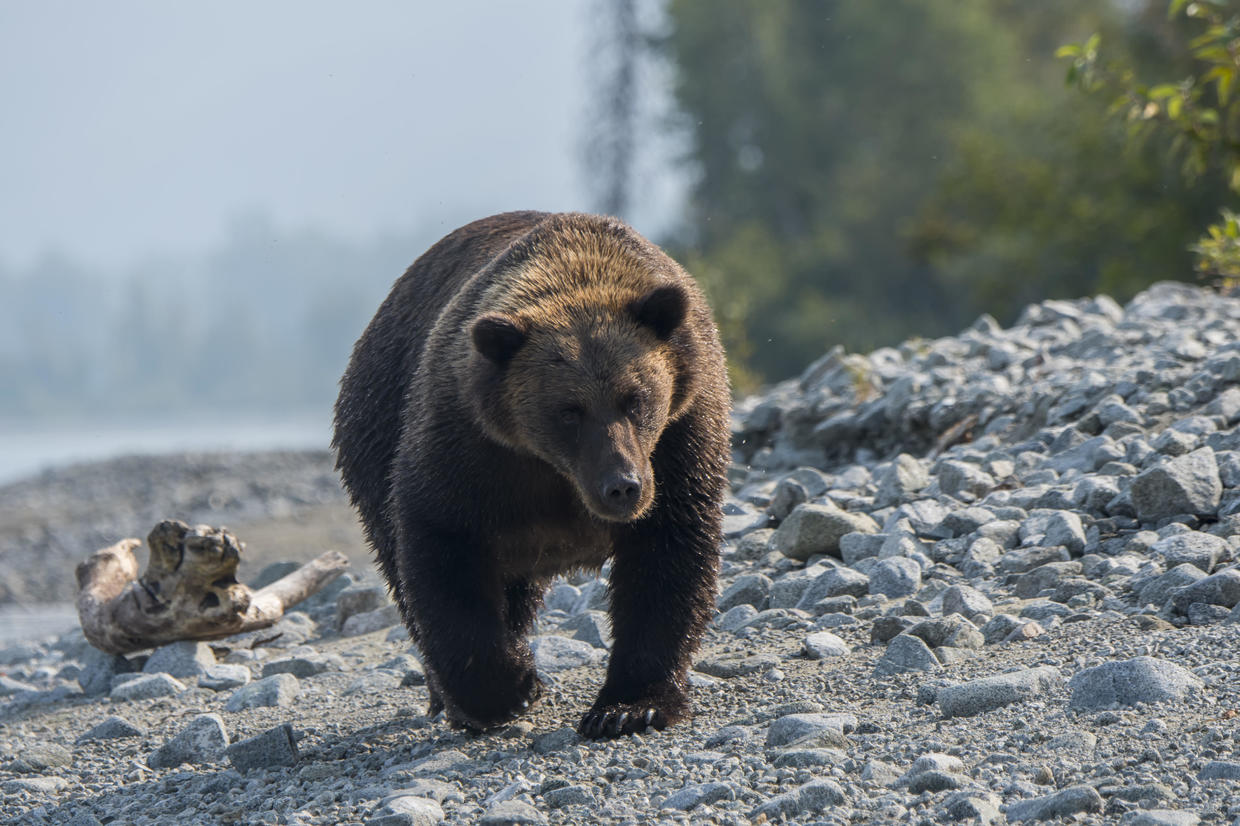 Alaska Hunter Hospitalized After Bear Mauling, Shot During Attack