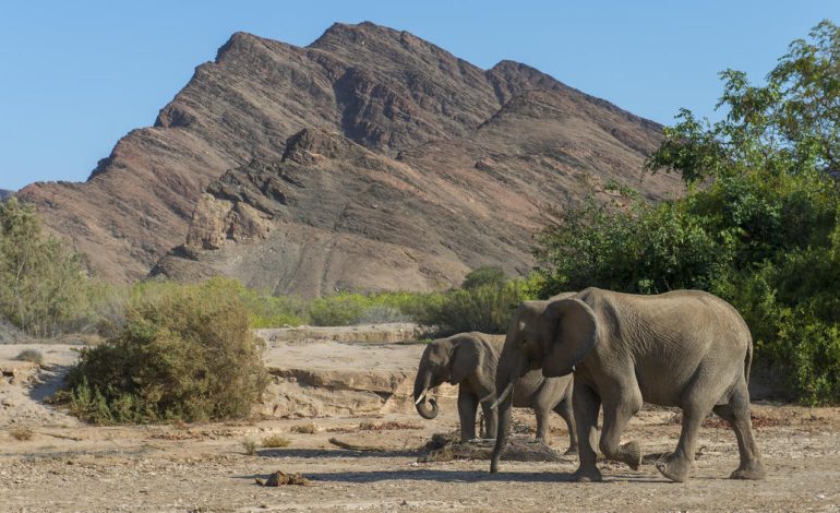 Namibia Approves Culling of Hundreds of Animals Amid Severe Drought Crisis