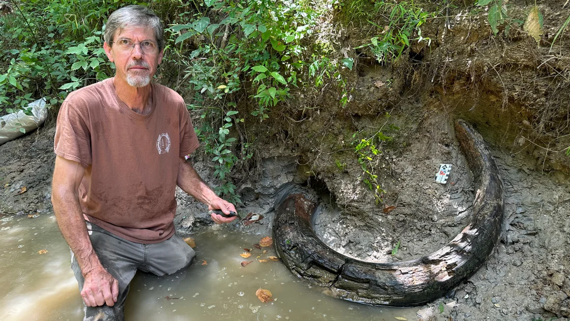 Mississippi Fossil Hunter Unearths Massive, Intact Columbian Mammoth Tusk