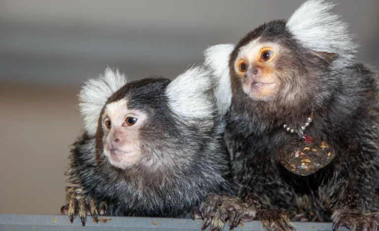 Marmosets Exhibit Name-Based Communication: A First for Non-Human Primates