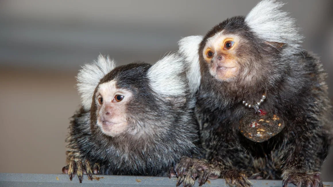 Marmosets Exhibit Name-Based Communication: A First for Non-Human Primates