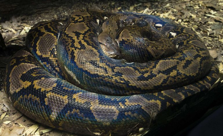 Third Python Attack Death in Indonesian Province: Woman Found Dead After Encounter