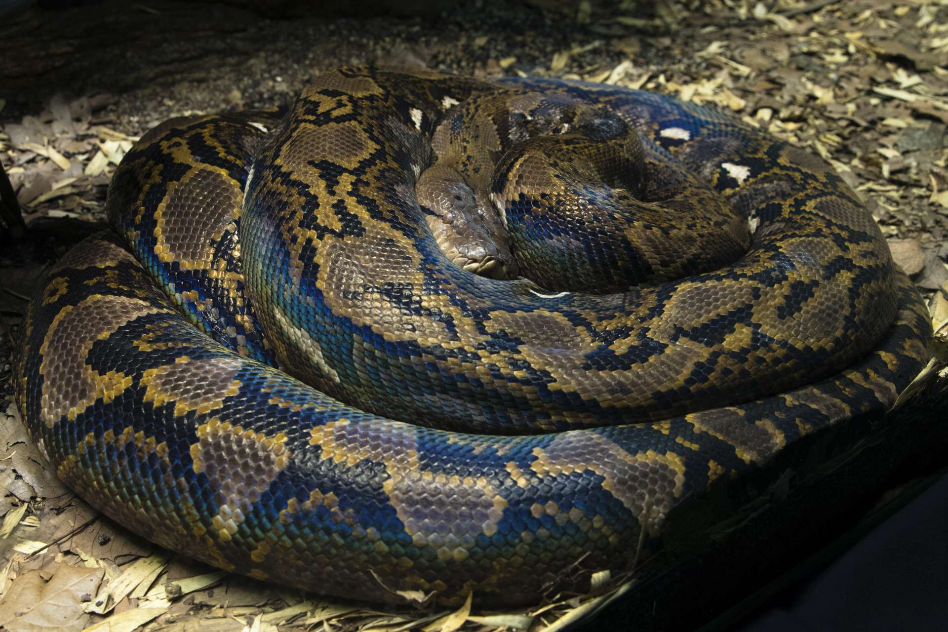 Third Python Attack Death in Indonesian Province: Woman Found Dead After Encounter