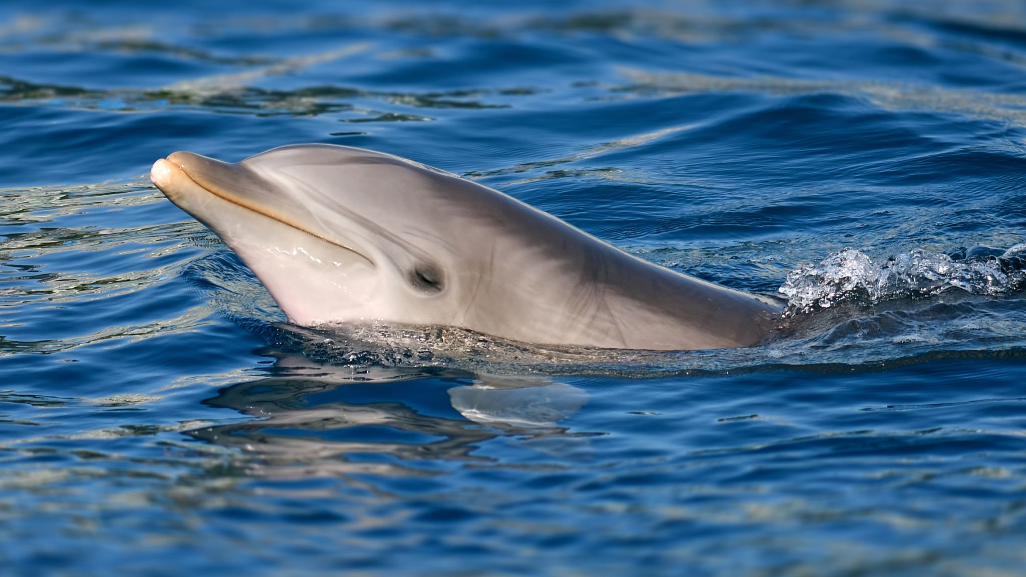 Lonely Dolphin Blamed for Series of Attacks on Swimmers in Japan