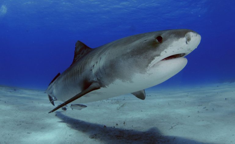 Teen Dies in Rare Shark Attack While Spearfishing Off Jamaica’s Coast