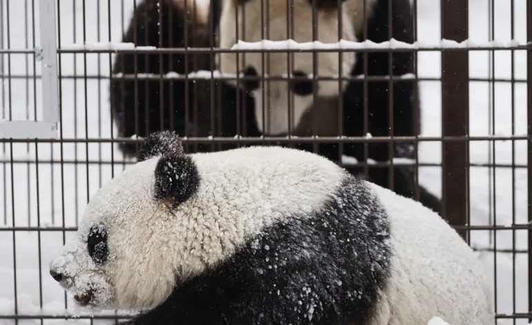 Finland to Return Giant Pandas to China Early Due to Financial Strain