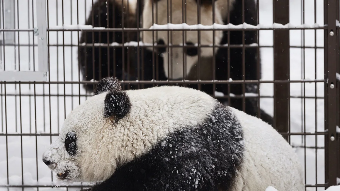 Finland to Return Giant Pandas to China Early Due to Financial Strain