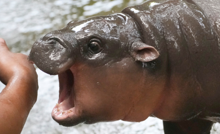 Thailand’s Beloved Baby Hippo Moo Deng May Soon Have Her Own Trademark