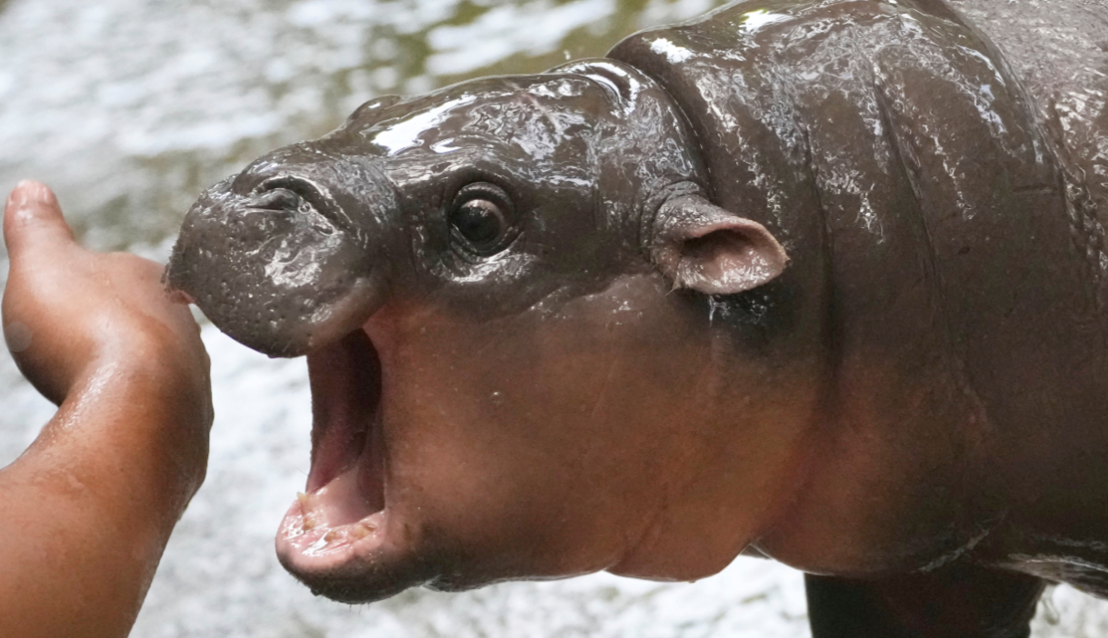 Thailand’s Beloved Baby Hippo Moo Deng May Soon Have Her Own Trademark