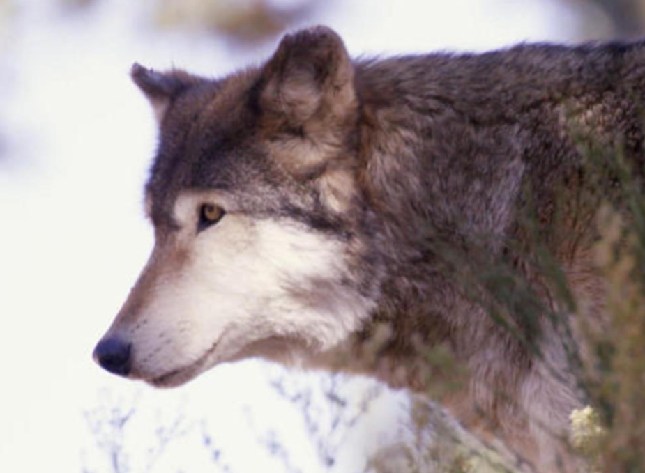 Wyoming Considers Amending Law on Killing Wolves with Vehicles After Controversial Incident