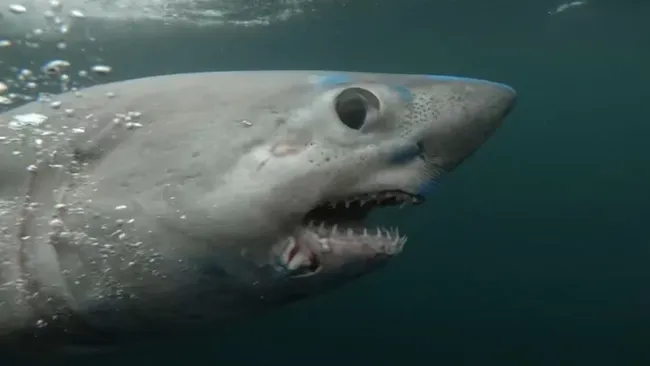 Unexpected Shark-on-Shark Predation Sheds Light on Marine Ecosystem Dynamics