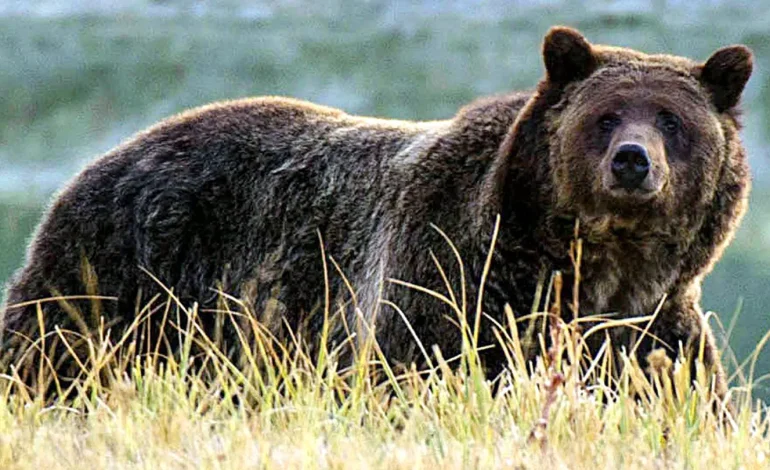 Idaho Hunter Bitten by Grizzly Bear During “Surprise Encounter” in Caribou-Targhee National Forest