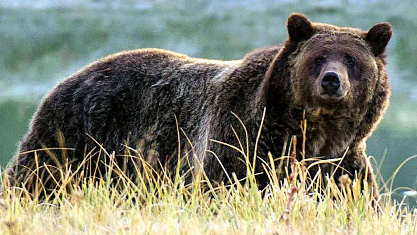 Idaho Hunter Bitten by Grizzly Bear During “Surprise Encounter” in Caribou-Targhee National Forest