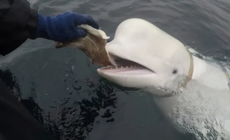 “Hvaldimir,” the Beluga Whale Once Suspected of Being Russian Spy, Found Dead