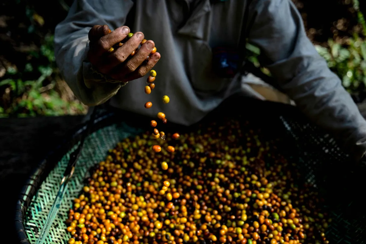 Arabica Coffee Prices Reach 13-Year High Amid Supply Disruptions