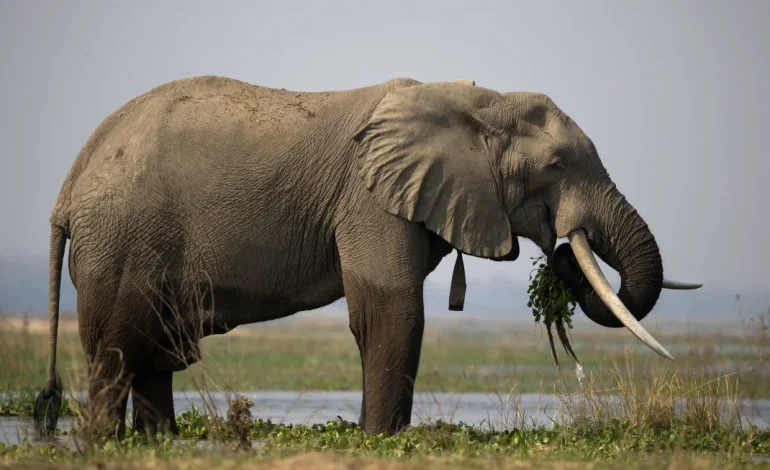 Zimbabwe Authorizes Culling of Elephants Amid Severe Drought Crisis