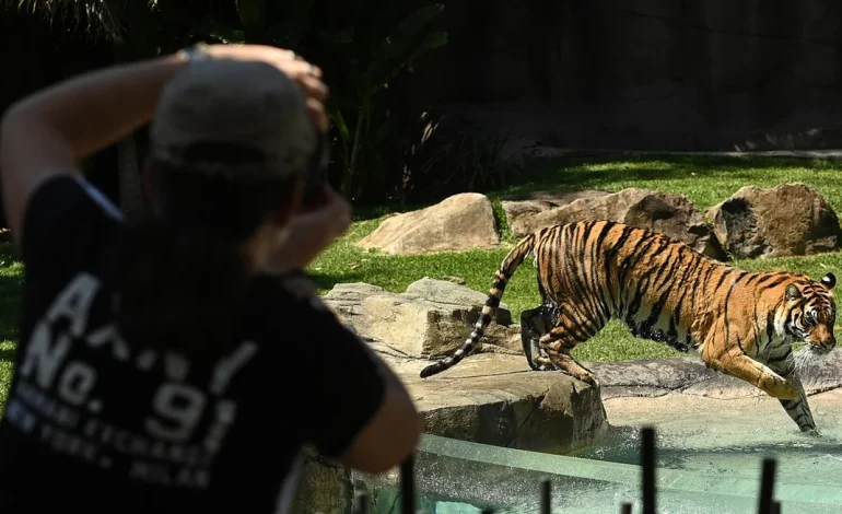 Tiger Attacks Handler at Australian Amusement Park