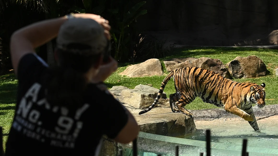 Tiger Attacks Handler at Australian Amusement Park