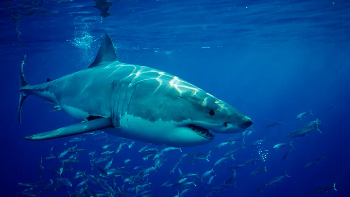 German Woman Dies Following Shark Attack Near Canary Islands