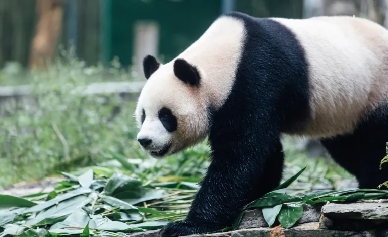 Hong Kong Welcomes Giant Panda Duo as Part of Patriotism Push