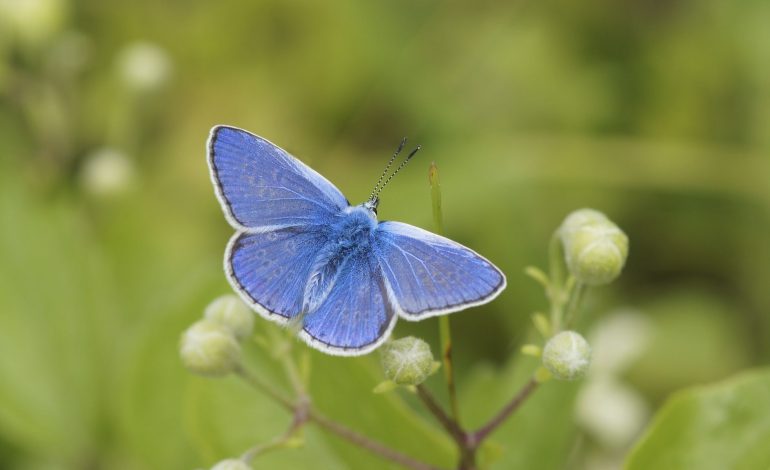 Butterfly Emergency Declared in UK as Big Butterfly Count Records Lowest Numbers Ever