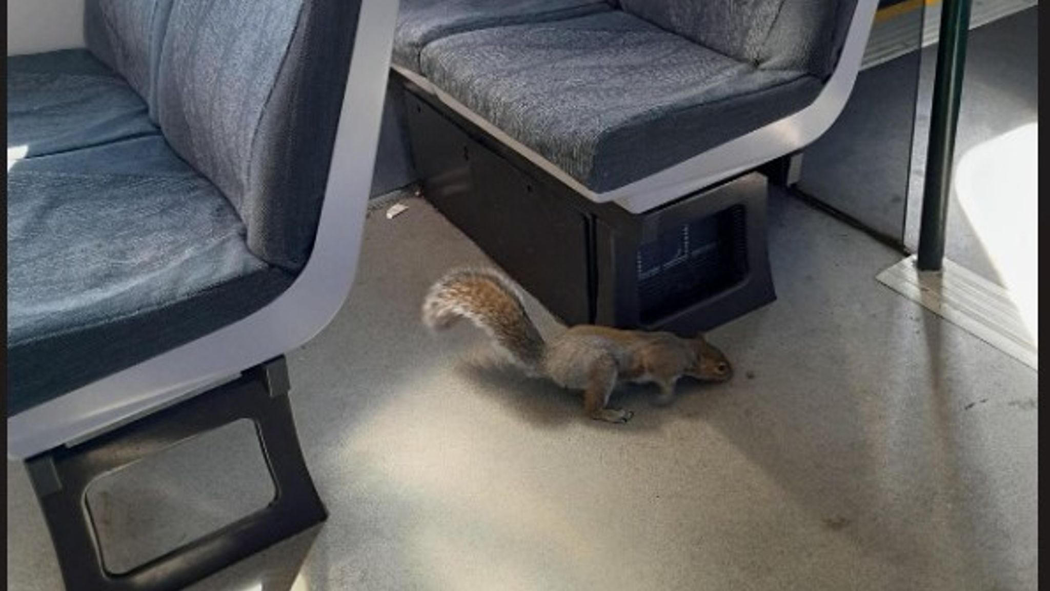 Squirrels Cause Chaos on Britain’s Gatwick Train, Leading to Service Cancellation