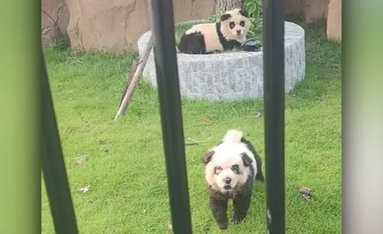 Chinese Zoo Caught Out Again: Painted Dogs Masquerade as Pandas