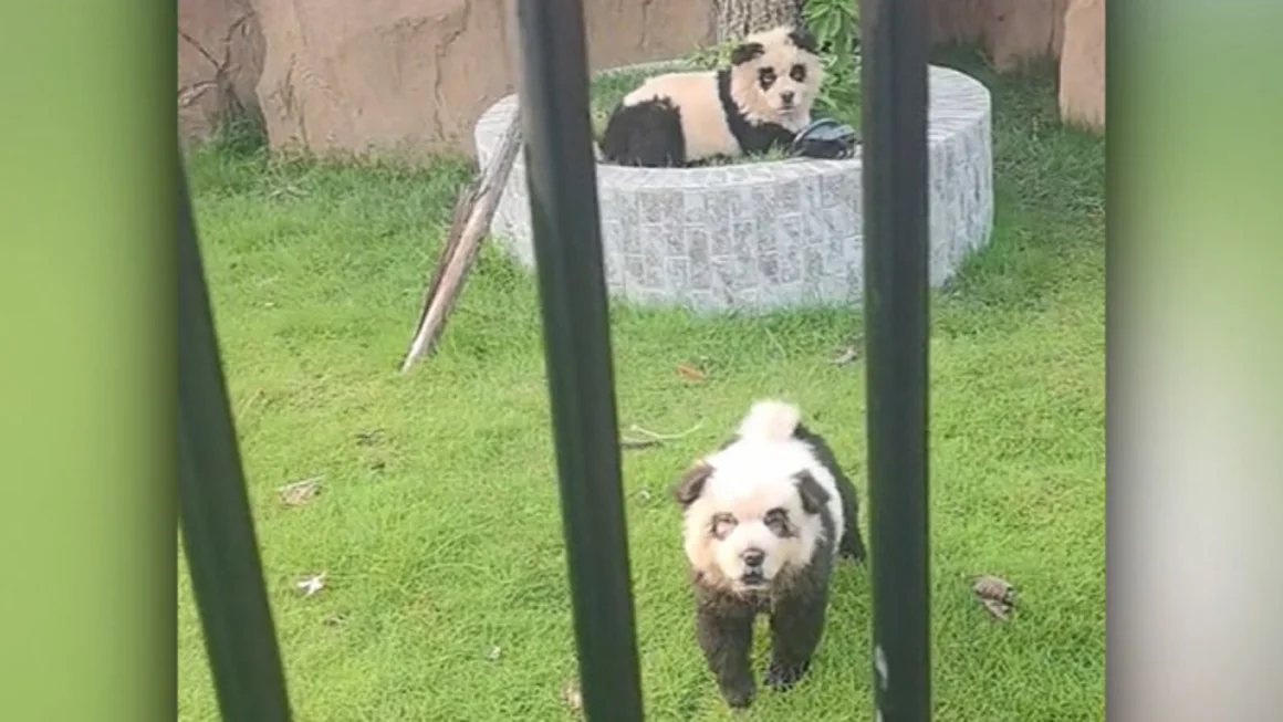 Chinese Zoo Caught Out Again: Painted Dogs Masquerade as Pandas