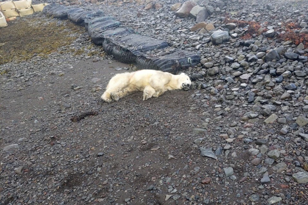 Rare Polar Bear Shot in Iceland After Approaching Cottage