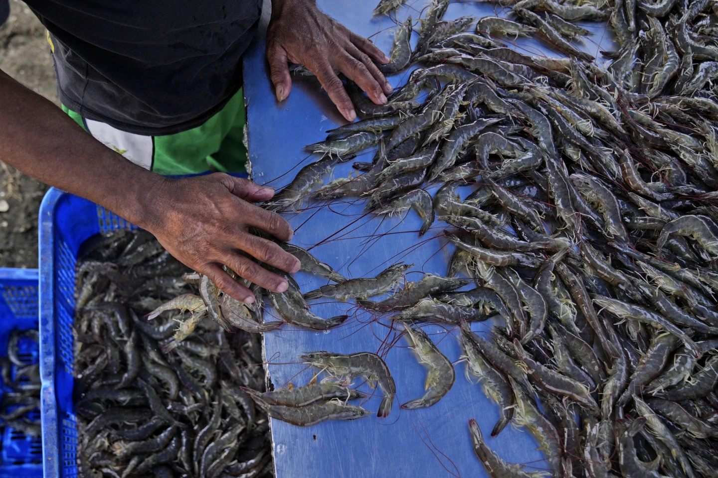 Shrimp Industry’s Drive for Lower Prices Leaves Workers Exploited, Report Finds