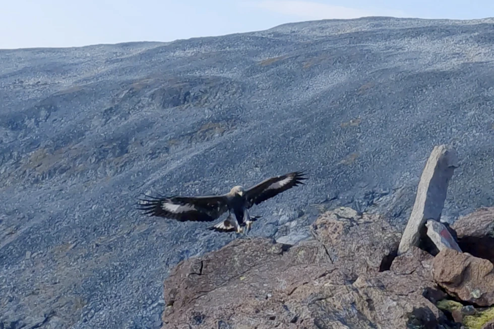 Toddler Attacked by Aggressive Golden Eagle in Norway