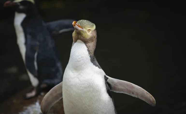 Penguin Hoiho Wins New Zealand’s Bird of the Year Title, Highlighting Endangerment