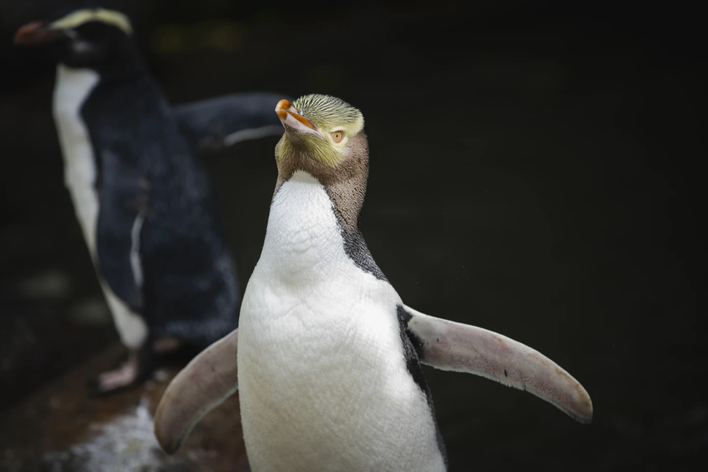 Penguin Hoiho Wins New Zealand’s Bird of the Year Title, Highlighting Endangerment