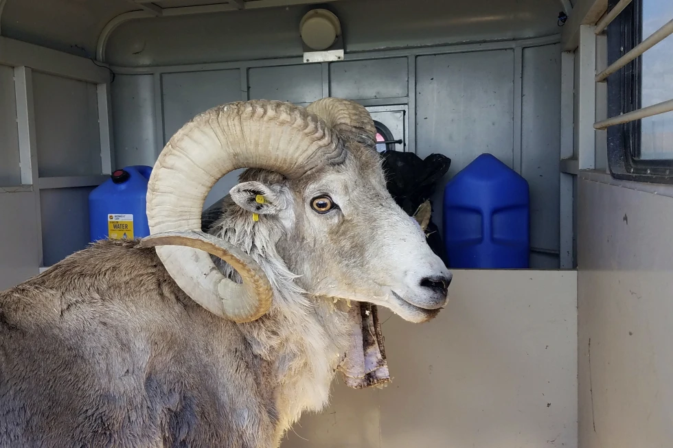 Montana Rancher Faces Sentencing for Illegal Sheep Cloning Scheme