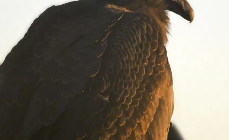 “Miracle” Condor Takes Flight: Milagra Released into Grand Canyon After Battling Avian Flu