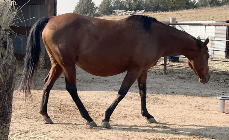 Wyoming Wildfires May Have Forced Horses into Rescue Center