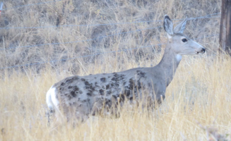 Mule Deer Outruns Massive Elk Fire, Arrives at Sheridan Property with Burn Marks